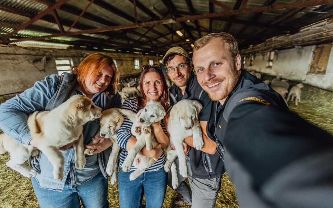 „Od šteniatka k ochrancovi stád“ WWF prináša film, ktorý ukazuje cestu k ochrane stád pred šelmami