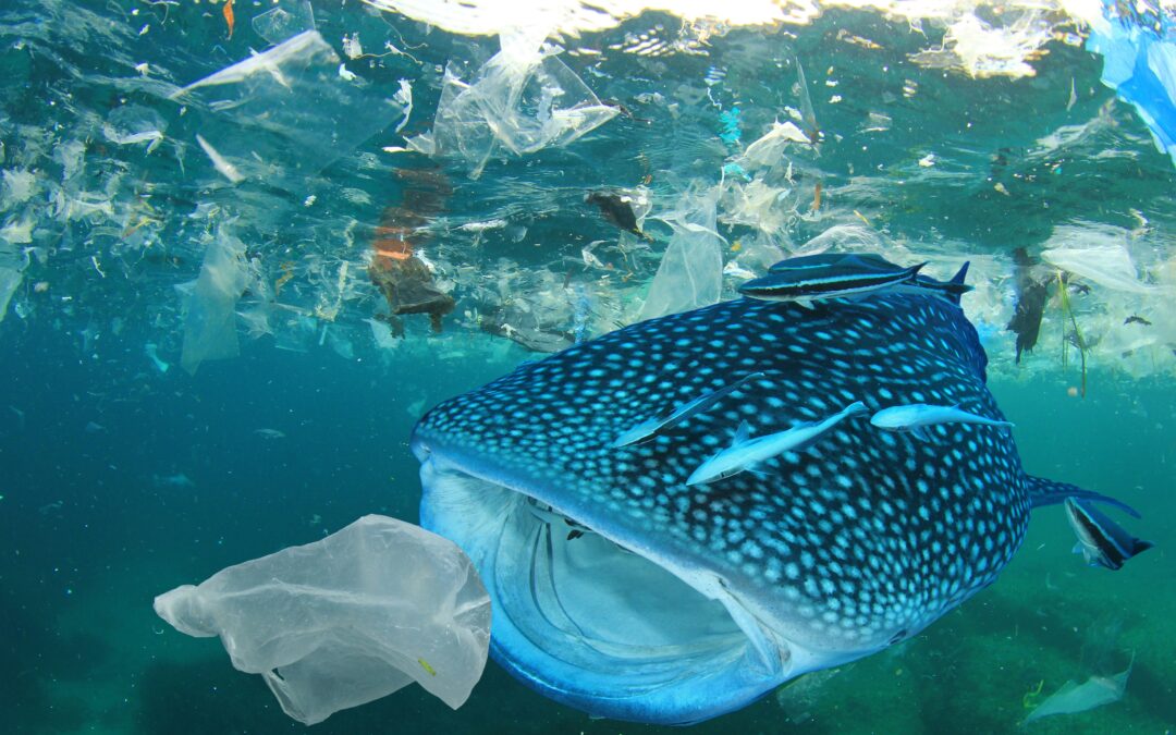Každú minútu skončí v moriach 1,4 milióna plastových fliaš! WWF pripravila správu o plastoch.