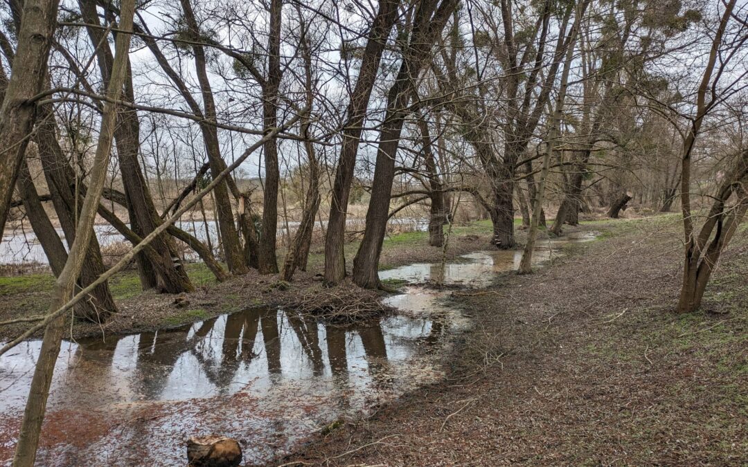 Miznúce mokrade: Ochranári s vodohospodármi hľadajú cesty, ako na Dolný Zemplín vrátiť vodu