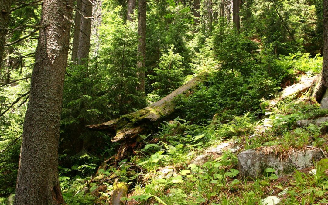 Žiadame vyhlásiť prírodnú rezerváciu Pralesy Slovenska