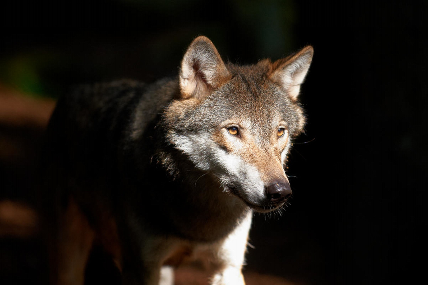 Wolf (Canis lupus) vlk Wolf (Canis lupus) vlk