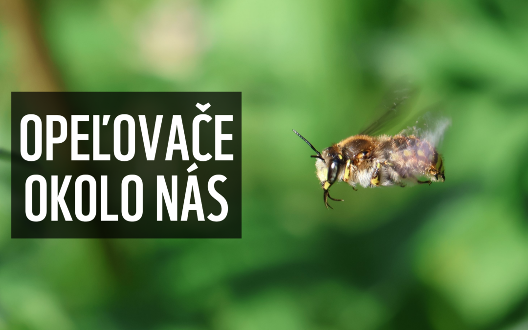 Opeľovače okolo nás: Výstava o včelách a motýľoch mieri opäť k vám