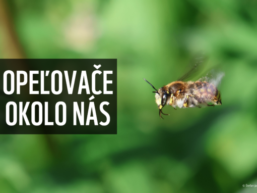 Opeľovače okolo nás: Výstava o včelách a motýľoch mieri opäť k vám