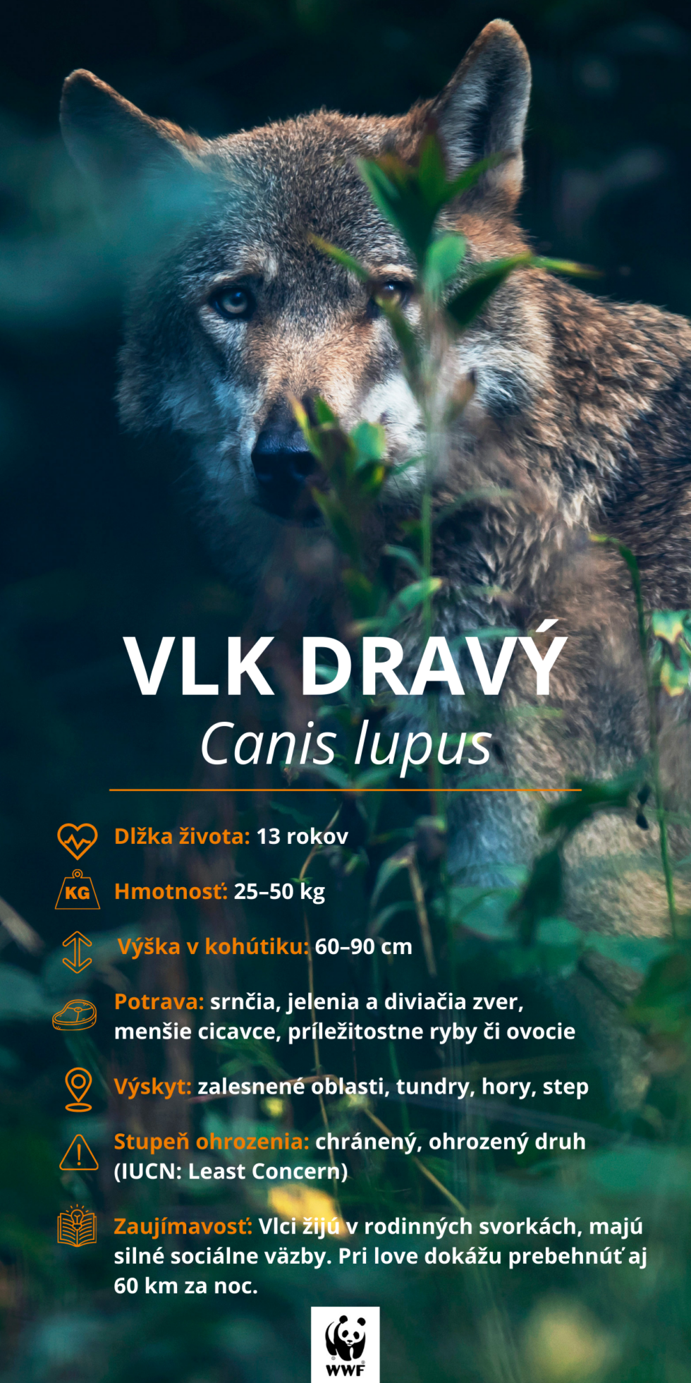 Vlk Program Color Vlk | World Wide Fund for Nature - WWF Slovensko