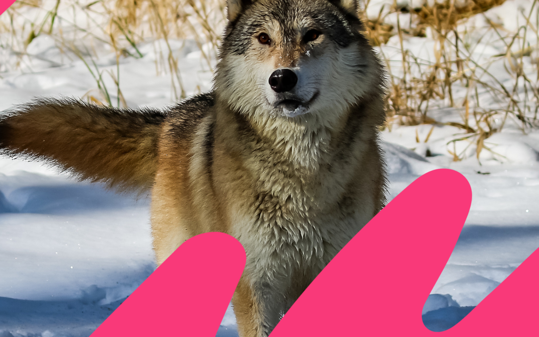 Viac ako 200 organizácií vyzýva členské štáty EÚ: Nepodceňujme ochranu vlka