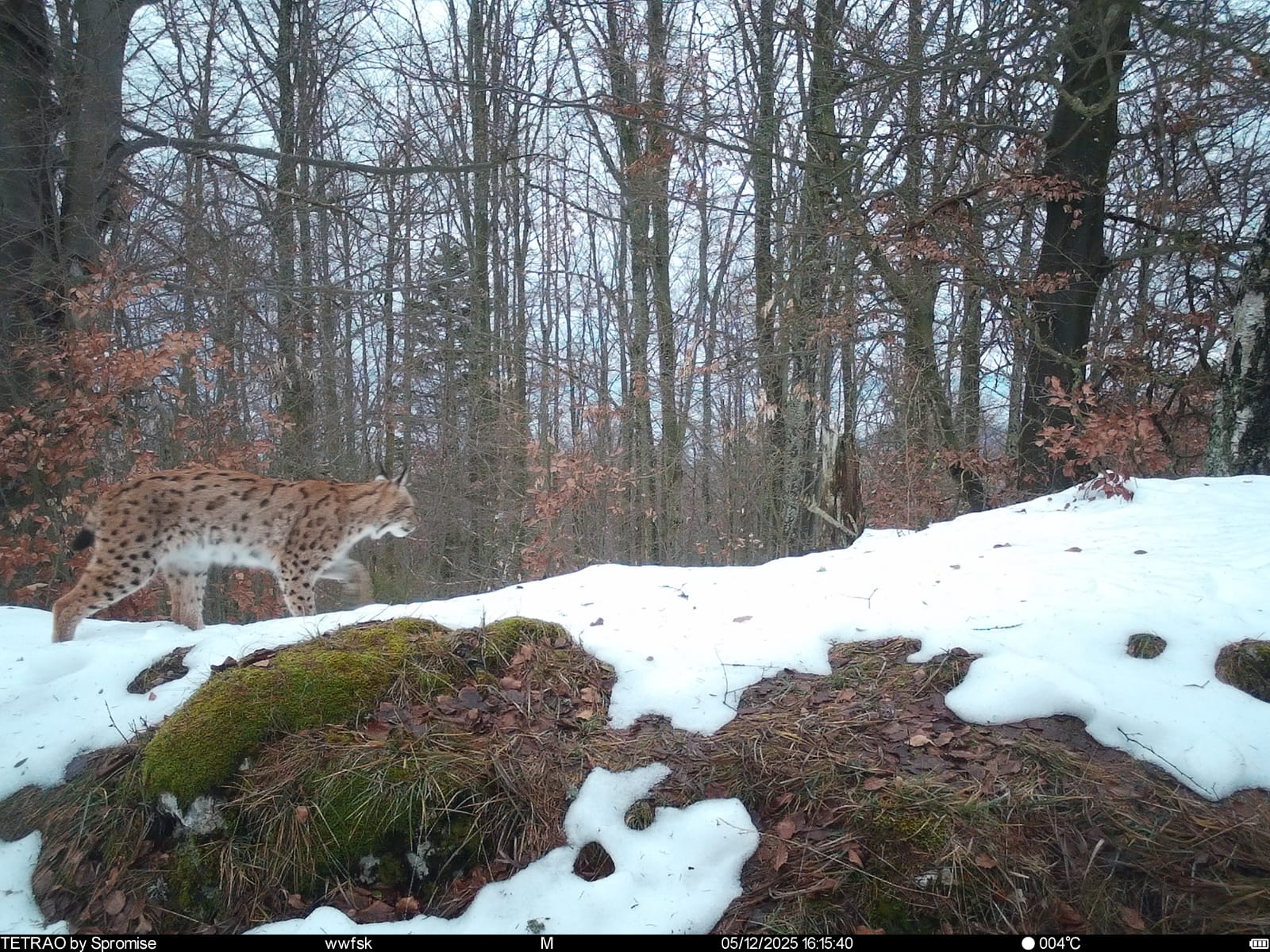 rys_monitoring_S.Kras1