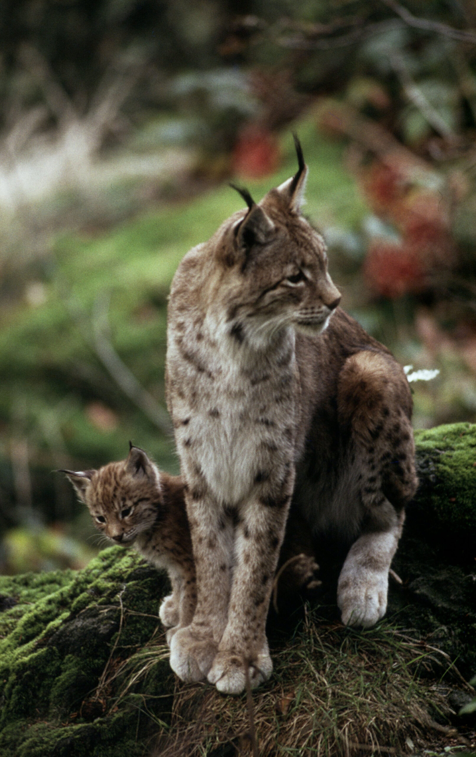 Eurasian lynx (Lynx lynx); Fritz_Polking