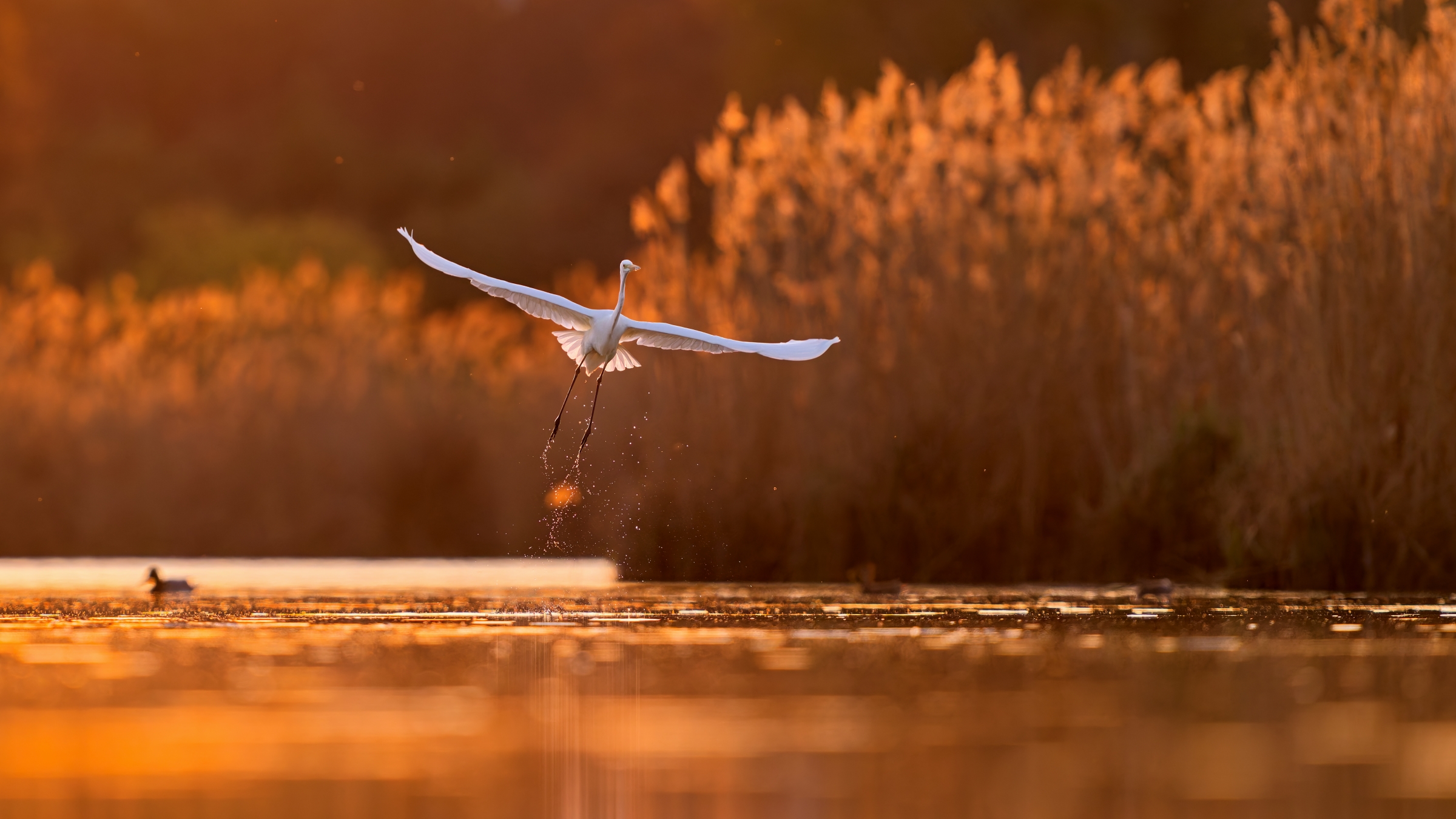 NATURA2000_Čestné_uznanie_Bohuslav_Čečel