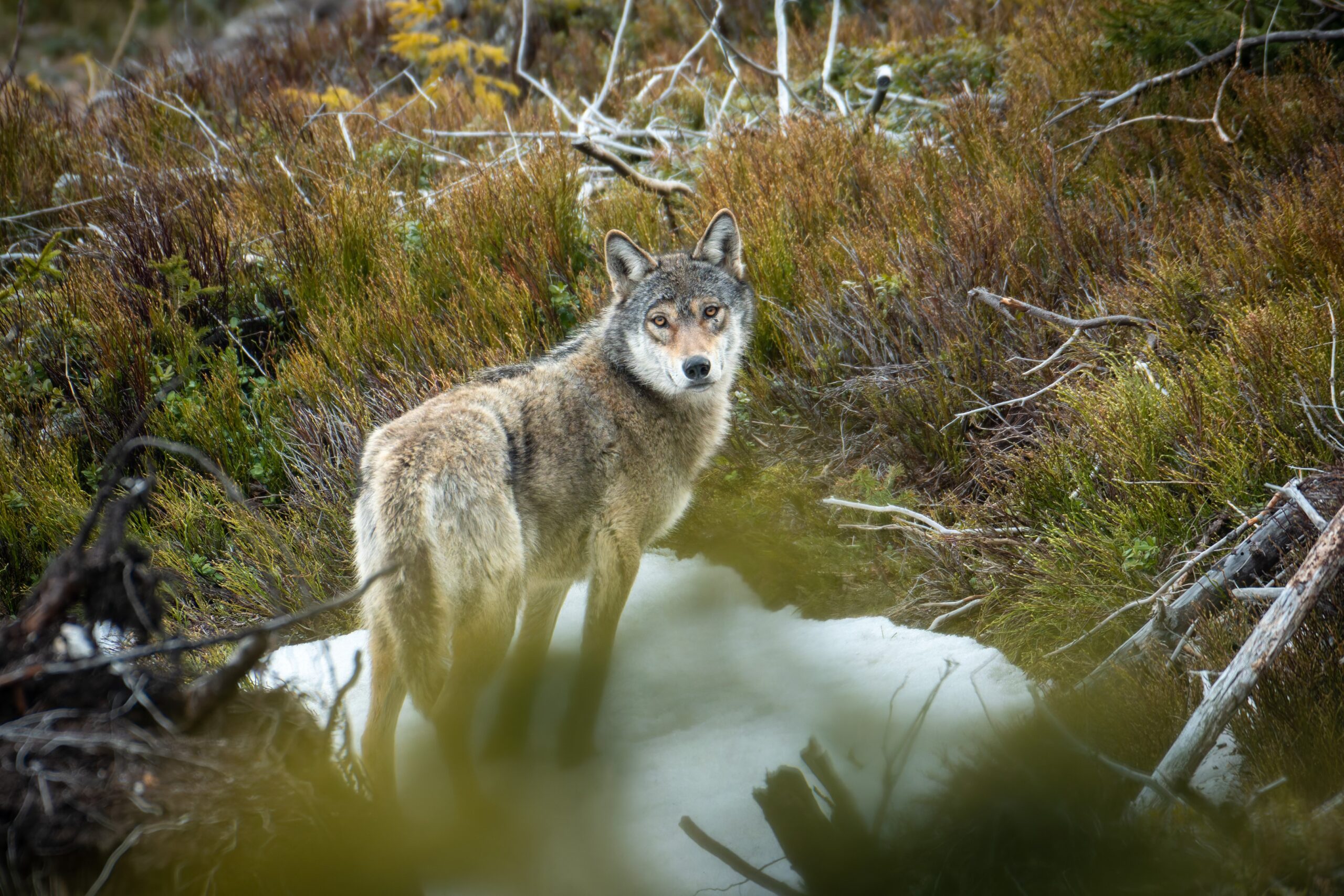 NATURA2000_Čestné_uznanie_František_Bohunčák