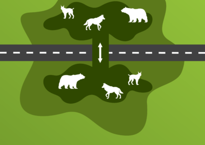 forestconnect_Konektivita 2
