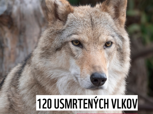 120 usmrtených vlkov v priebehu jedného roka, no škody neklesajú.