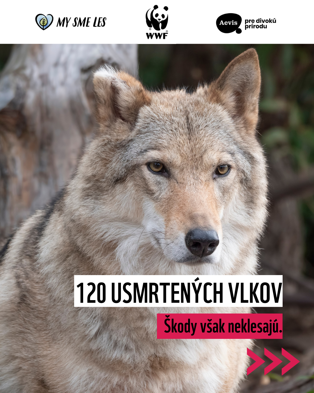 4 odstrel_vlka