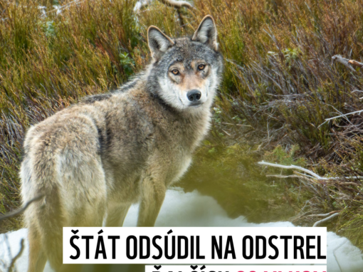 Zníži odstrel 68 vlkov škody na hospodárskych zvieratách?