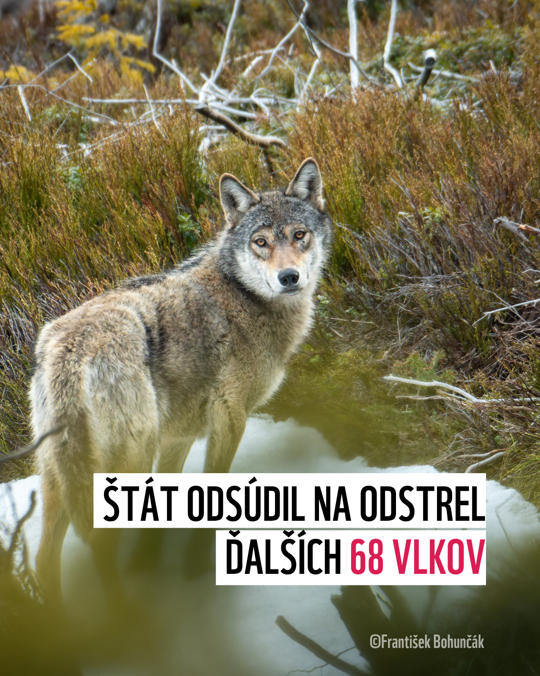 vlk_kvota_2026