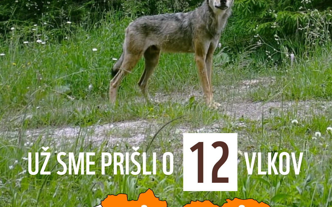 Za prvých 16 dní poľovnej sezóny prišlo Slovensko už o 12 vlkov.