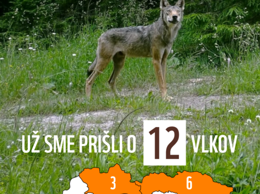 Za prvých 16 dní poľovnej sezóny prišlo Slovensko už o 12 vlkov.