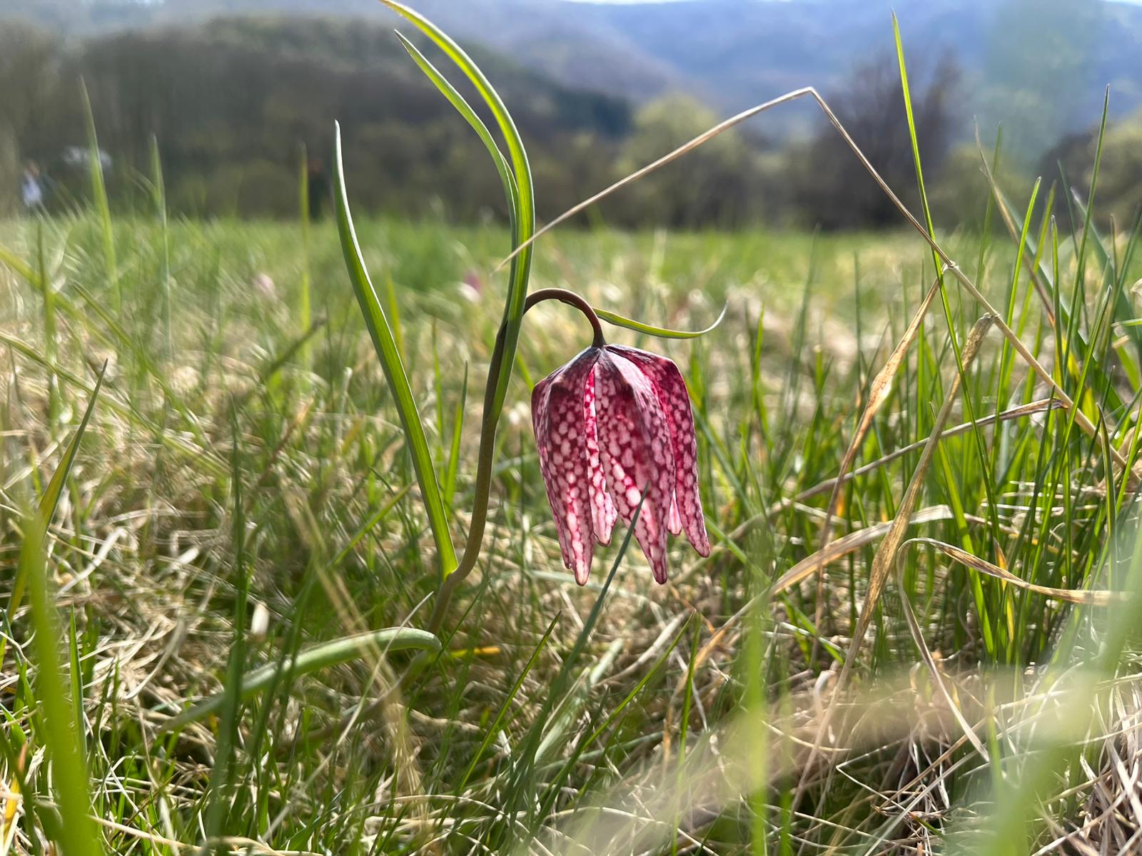 korunkovka_strakatá_miro_očadlík restonature2